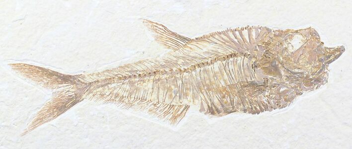 Detailed Diplomystus Fish Fossil From Wyoming #21889
